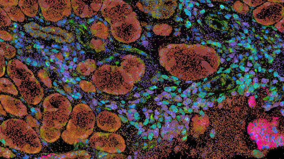 An image of microscopic biological macromolecules highlighted with fluorescent colors.