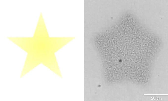 A yellow star shape is shown next to a microscope image of an artificial cell colony that has been directed to form the shape of a star.